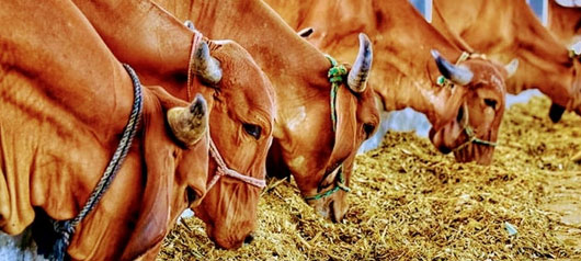 Gir Cow Milk