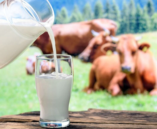 Gir Cow Milk
