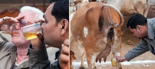 Gir Cow Milk